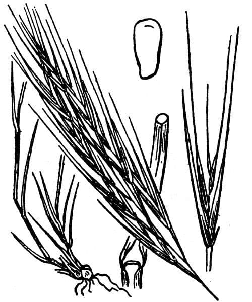 Vulpia membranacea 9