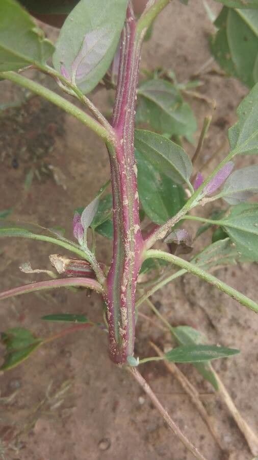 Atriplice ortense 25