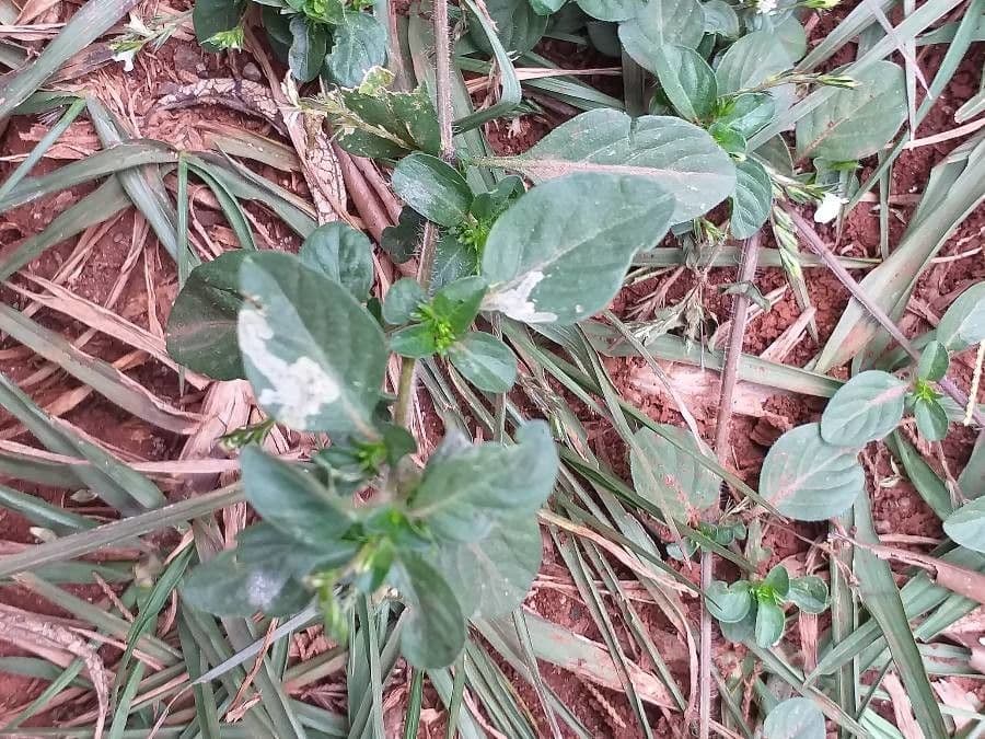 Hypoestes