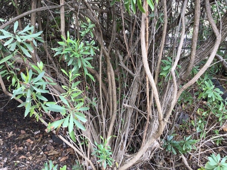Globularia salicina 16