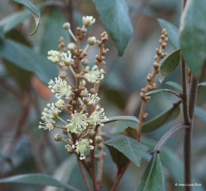 Croton 7