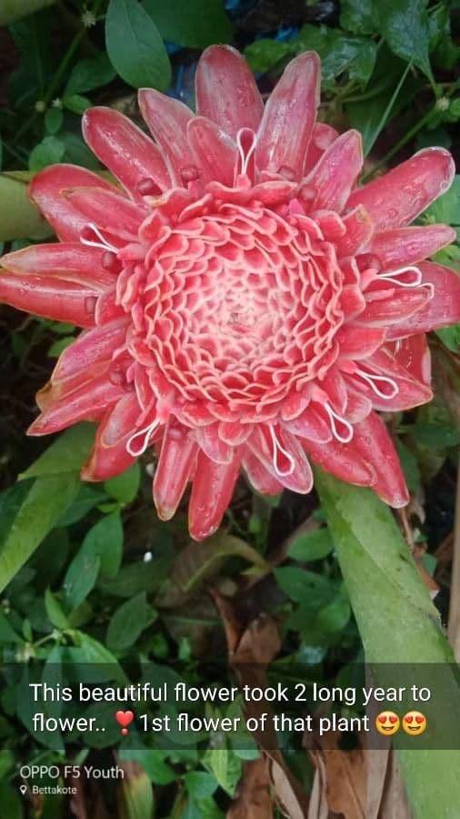 Fleur de cire philippine 29