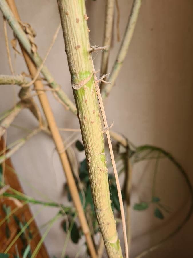 Schefflera arbicole 22
