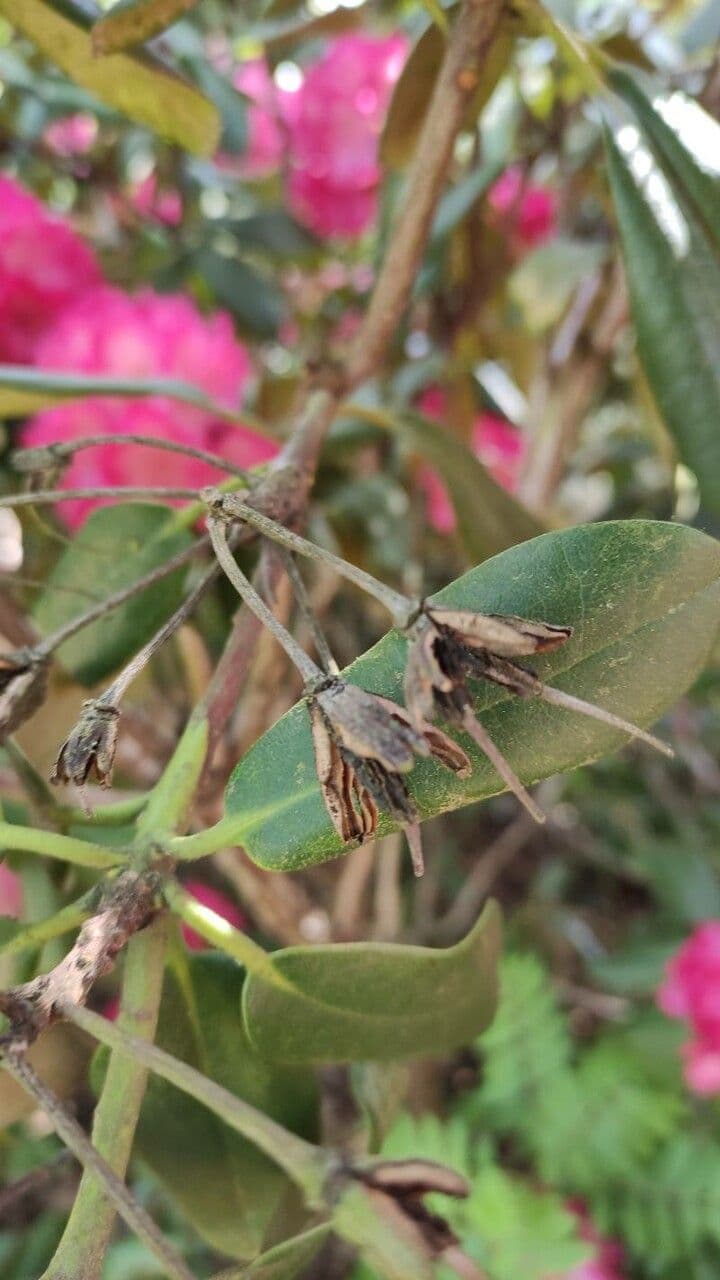 Rhododendron 2