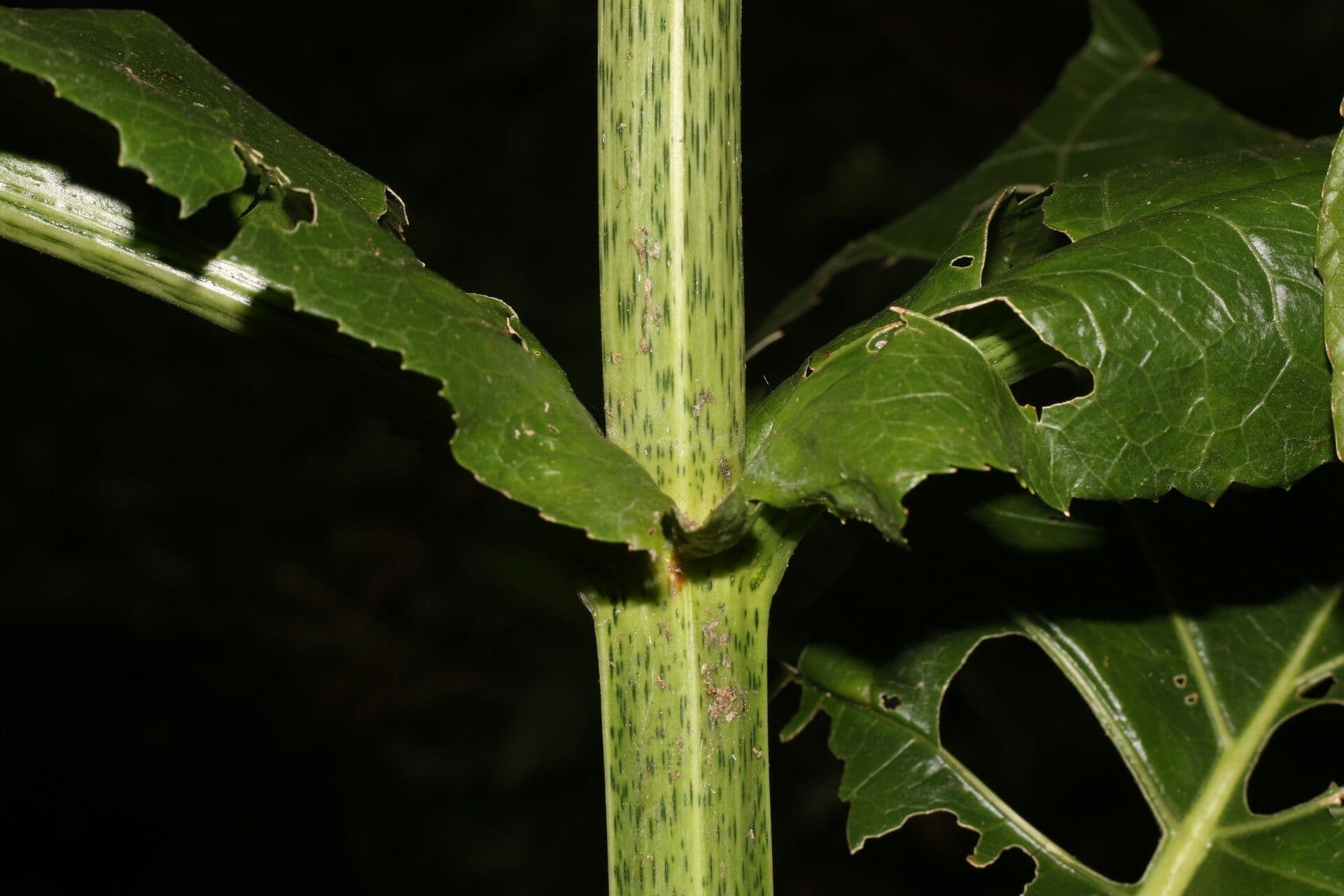 Critonia 11