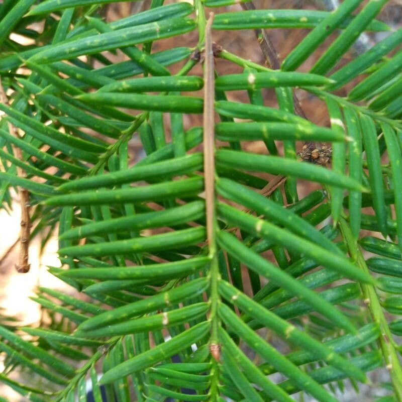 Torreya della California 18
