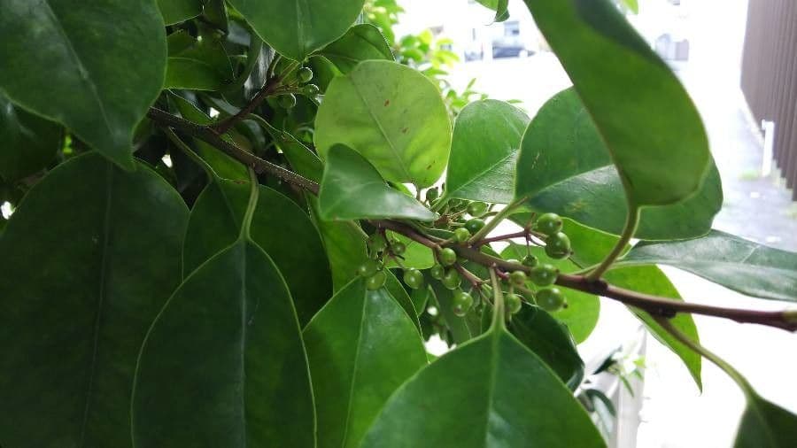 Ilex rotunda