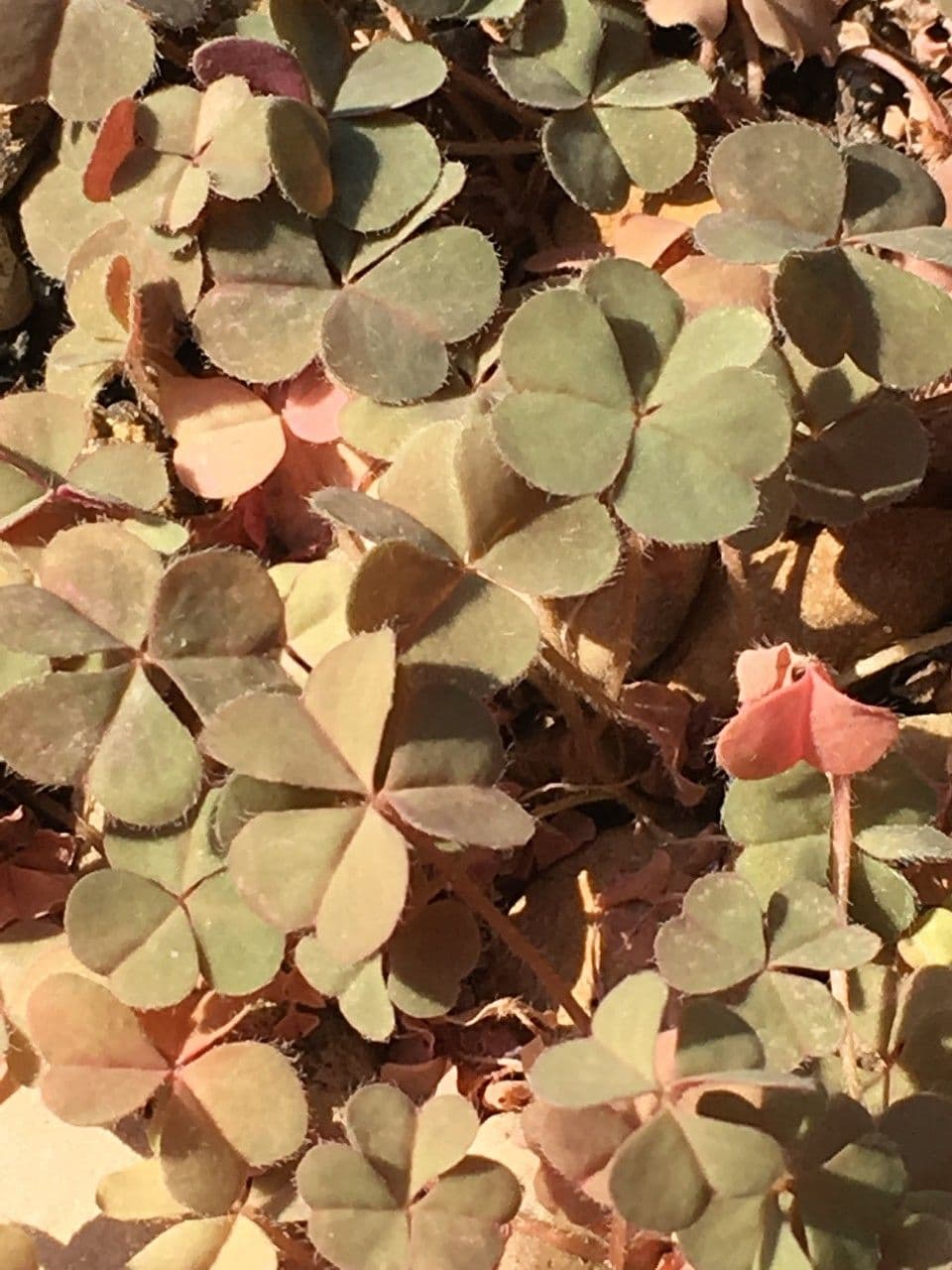 Oxalis 10