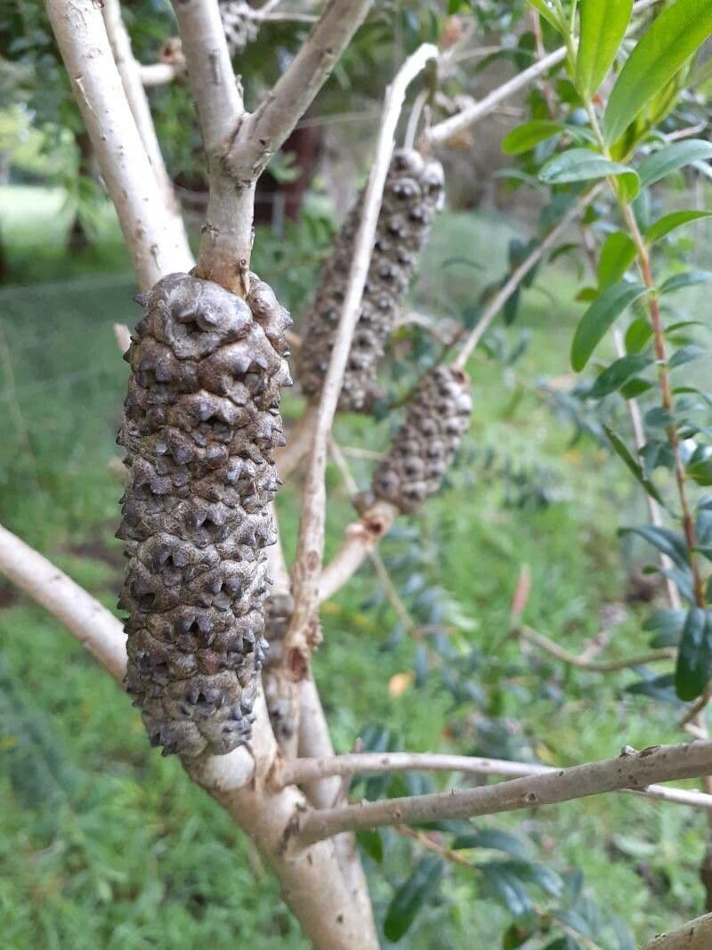 Teebaum 16