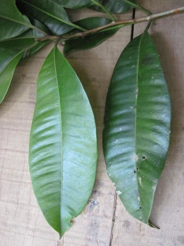 Aspidosperma