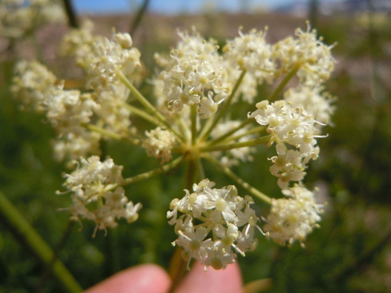 Ligusticum 4