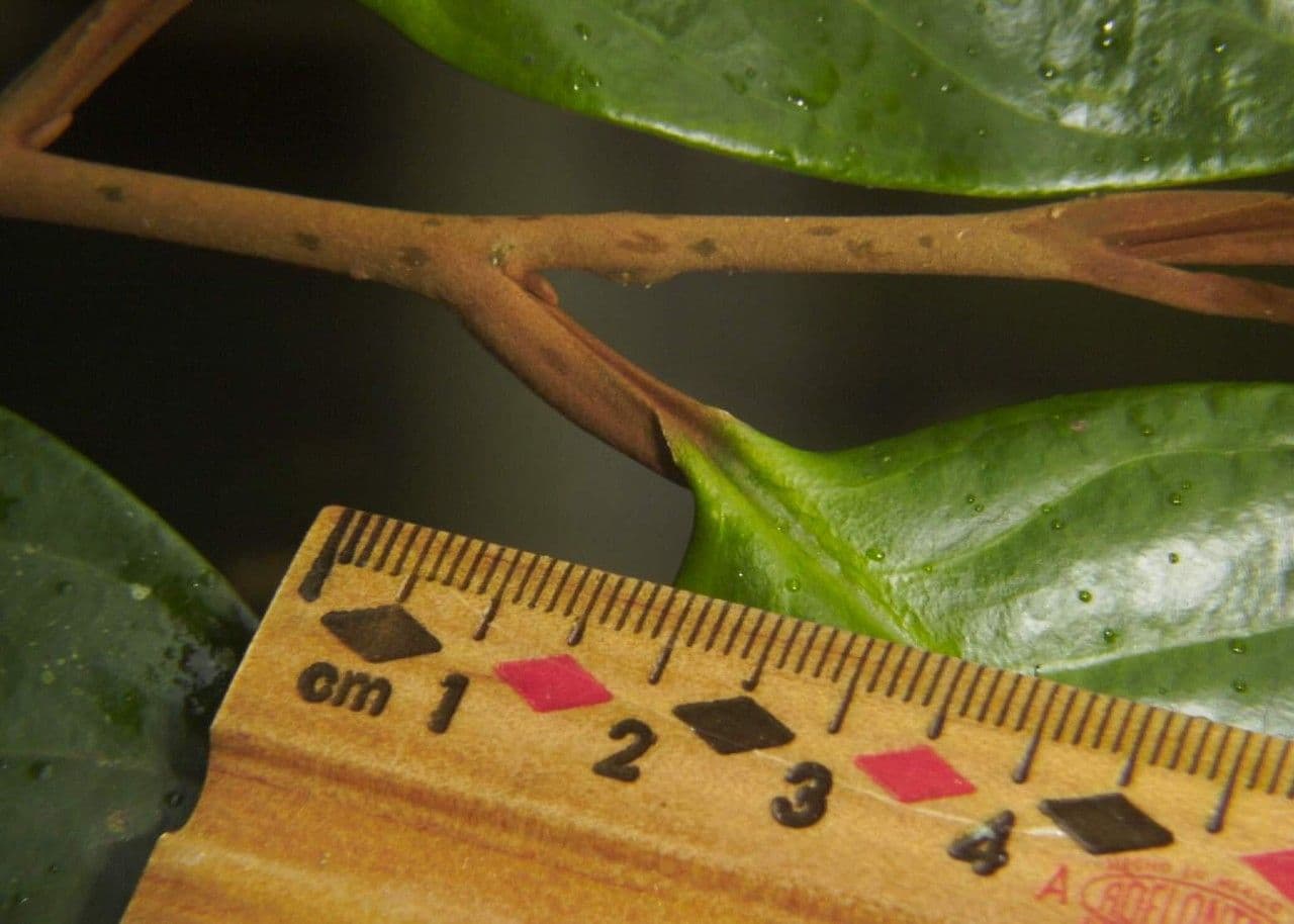Dickblättrige Anaxagorea 11