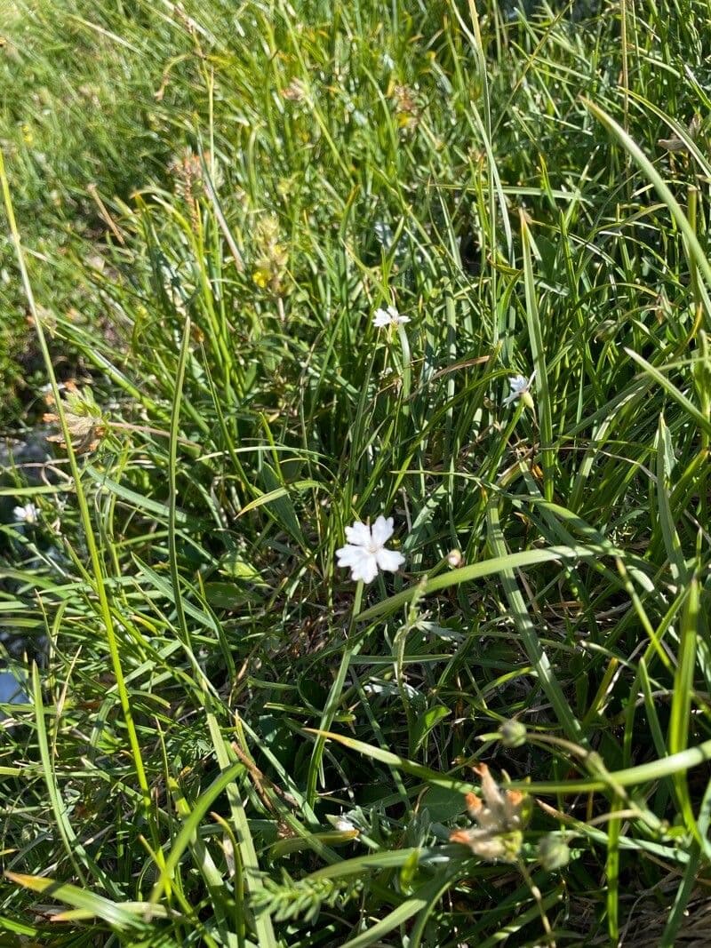 Silene 3