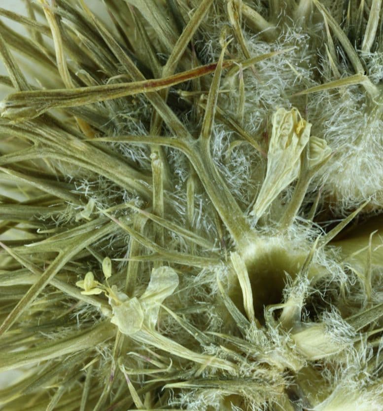 Needleleaf navarretia