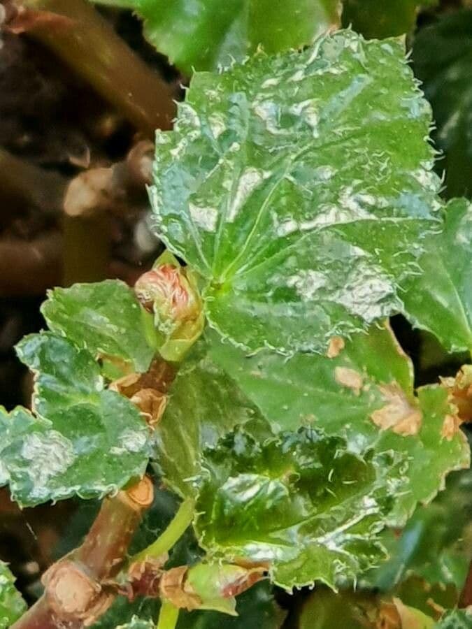 Begonia 10