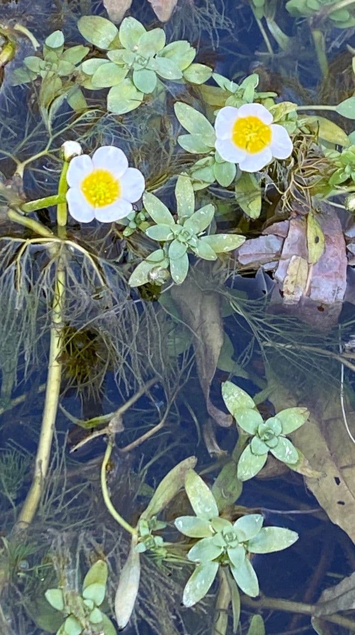 Ranuncolo acquatico 9