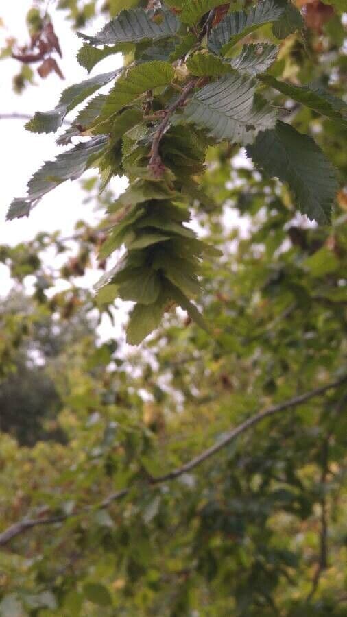Carpino orientale