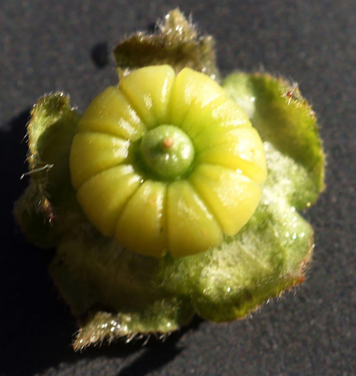 Malva multiflora 3