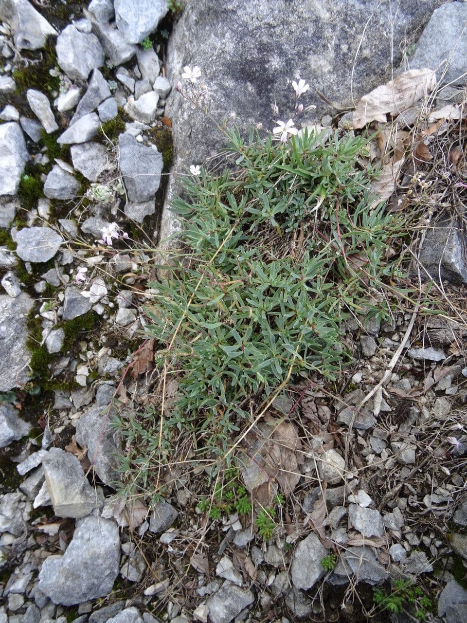 Gipsófila rastrera 13
