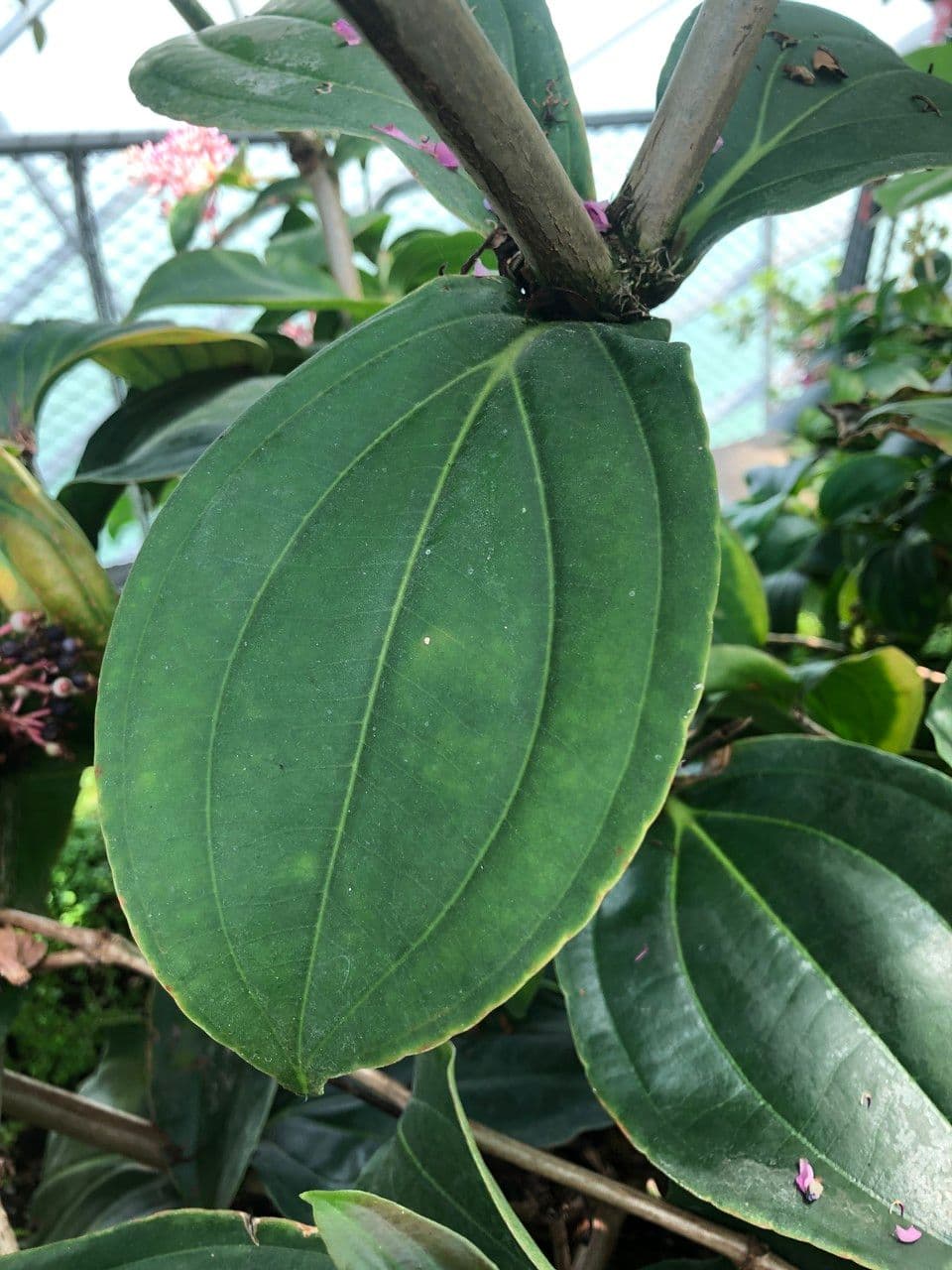 Medinilla 17