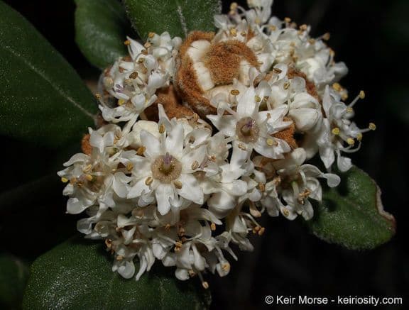 Ceanothus 9