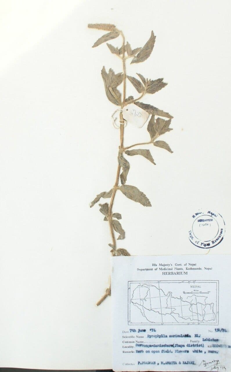Pogostemon 4