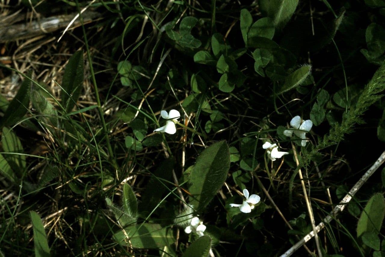 Viola lanceolata 8