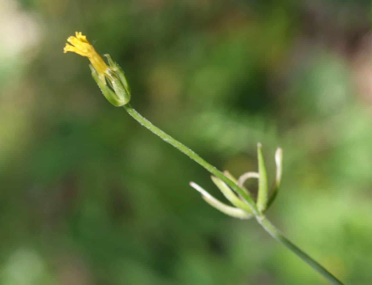 Rhagadiolus 8