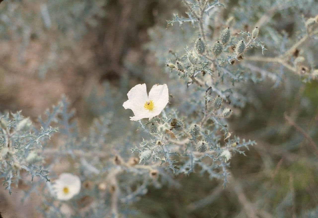 Stacheldistel 17