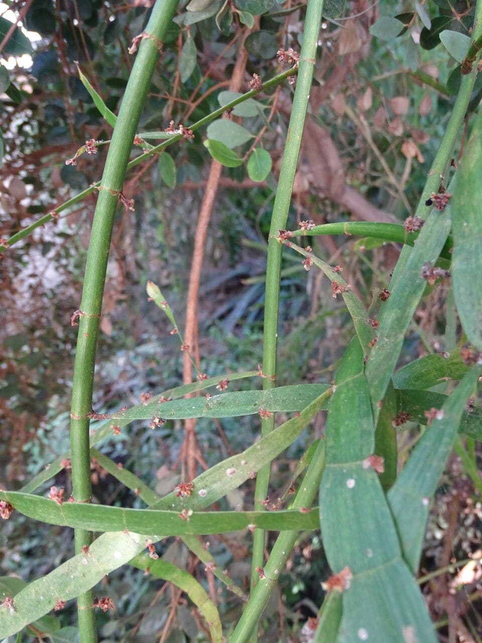 Drahtwein 19