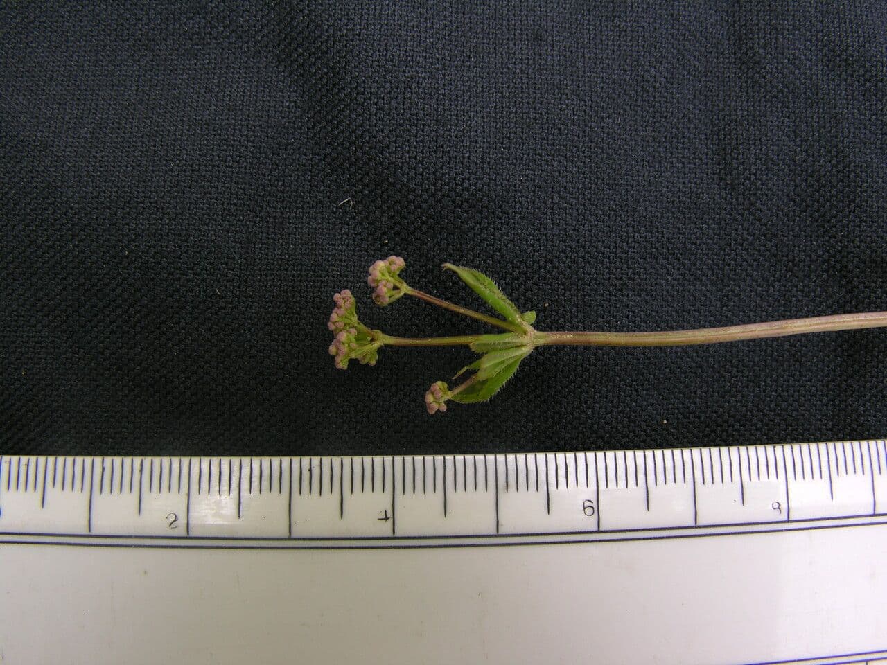 Przytulia Hoffmeistera 6