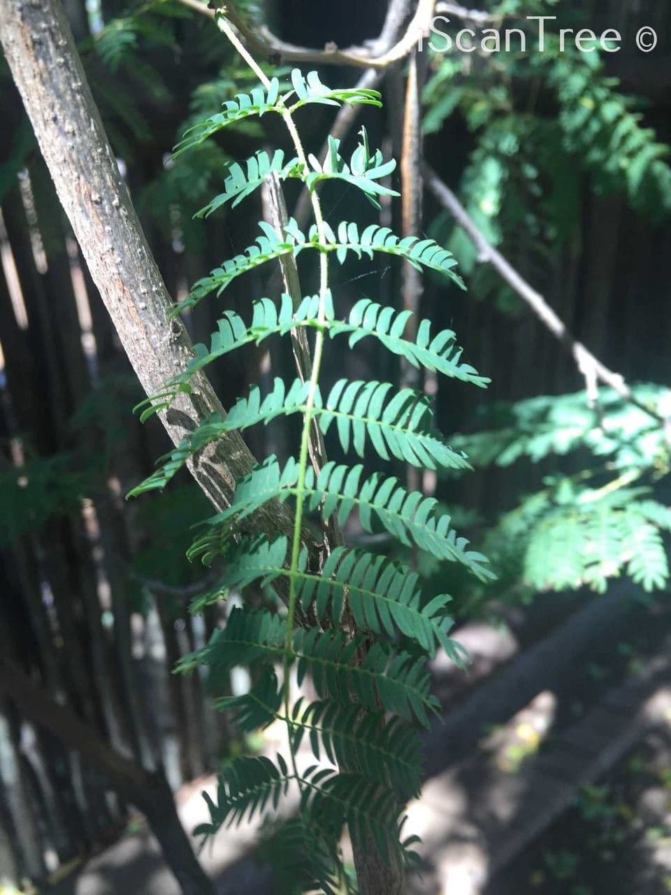 Albizia 14