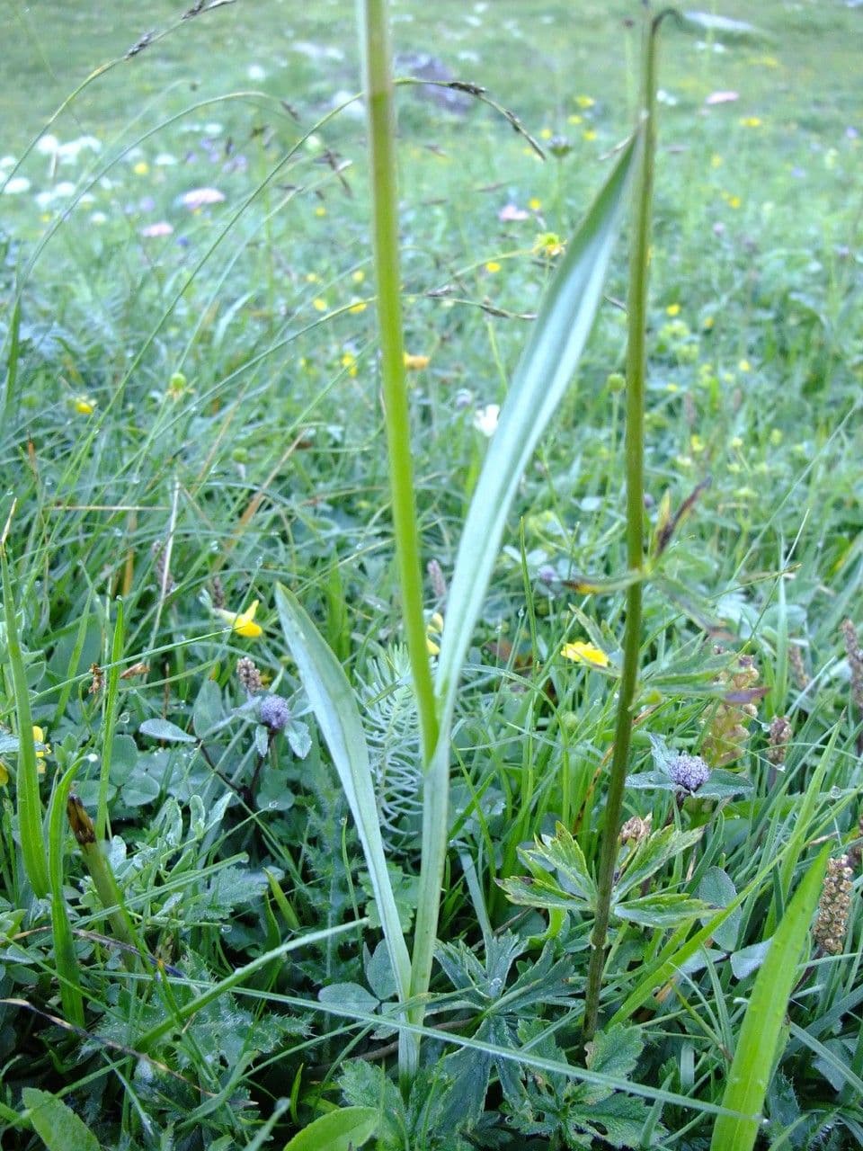 Kugelorchis 18