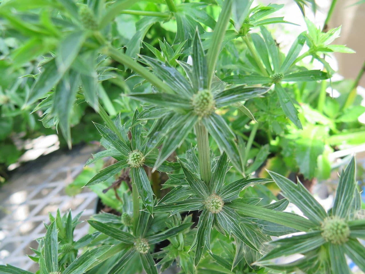 Eryngium foetidum 12