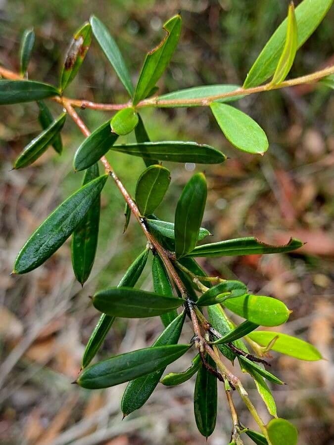 Grevillea sericea 8