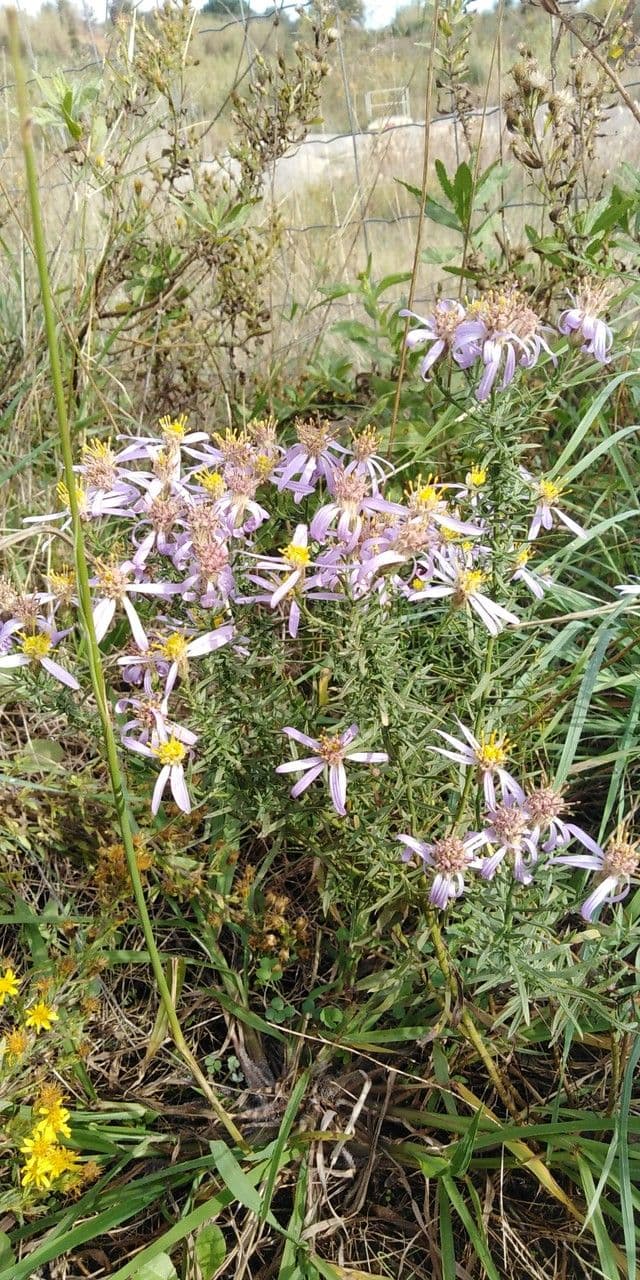 Galatella sedifolia 12
