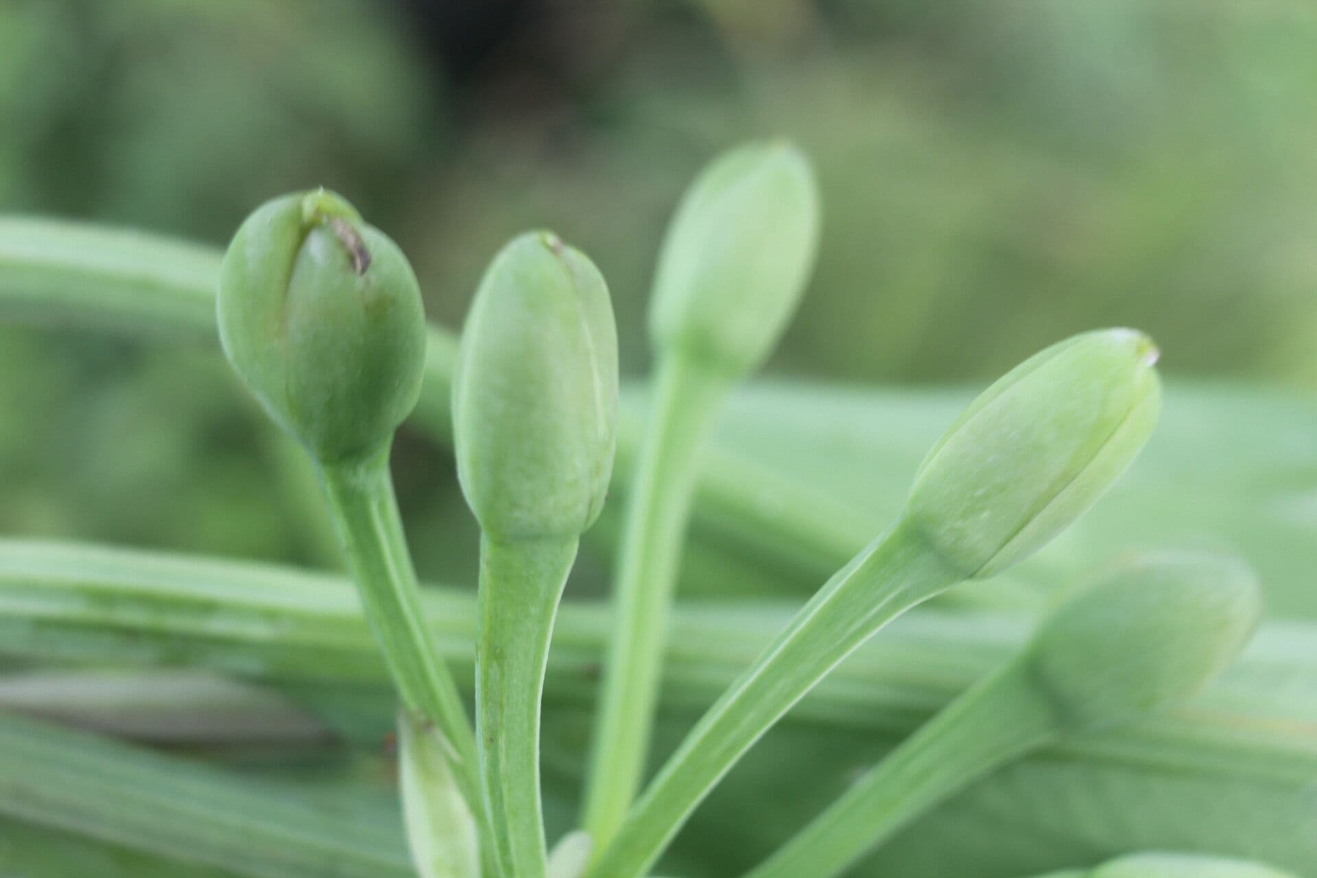 Limnocharis 4