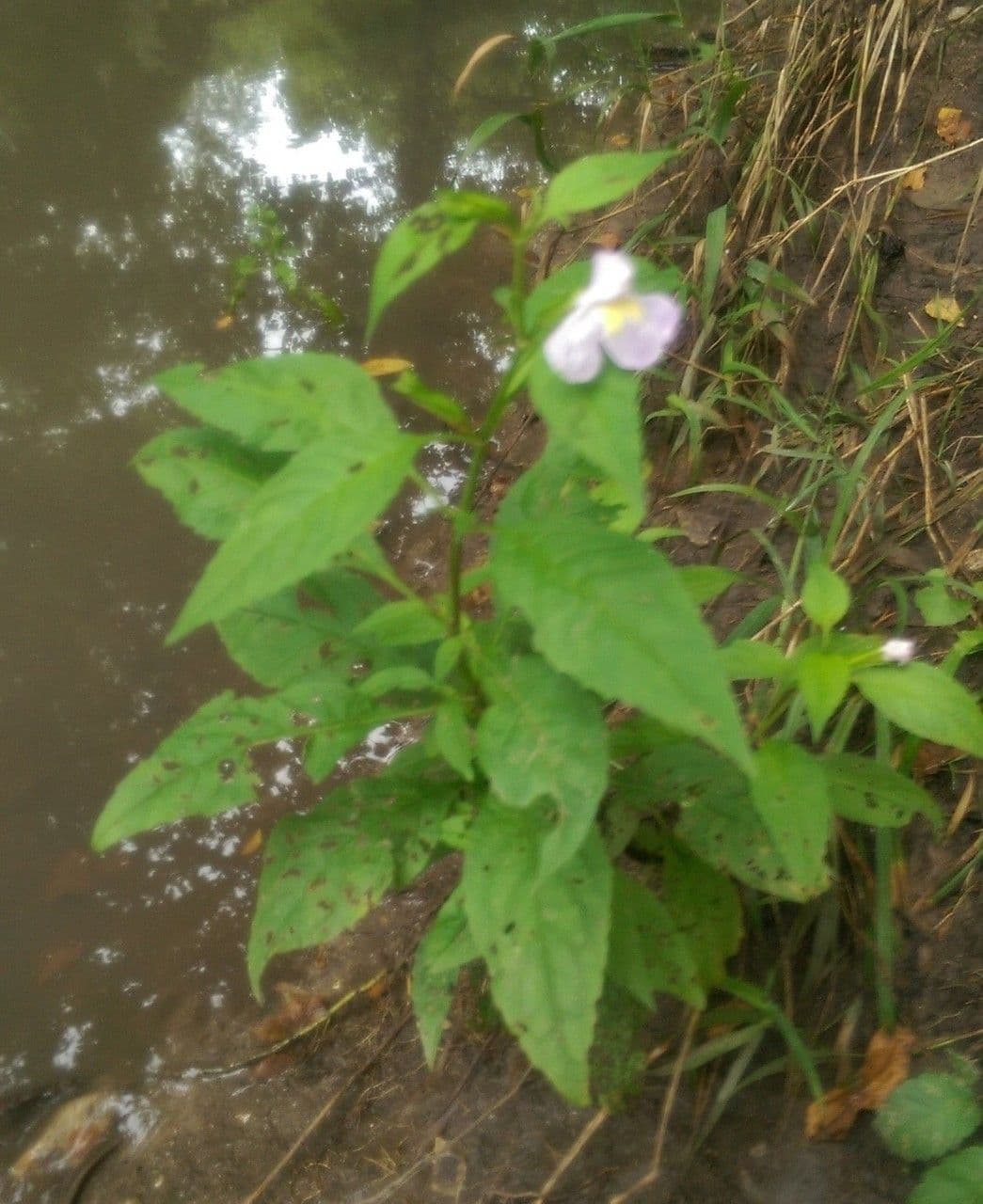 Sharp-wing monkey-flower 10