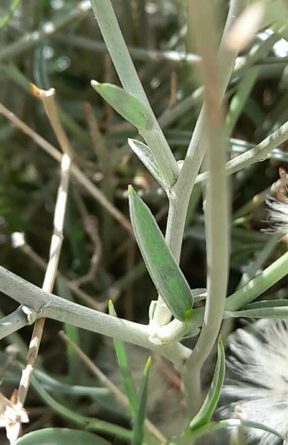 Hyalis 13