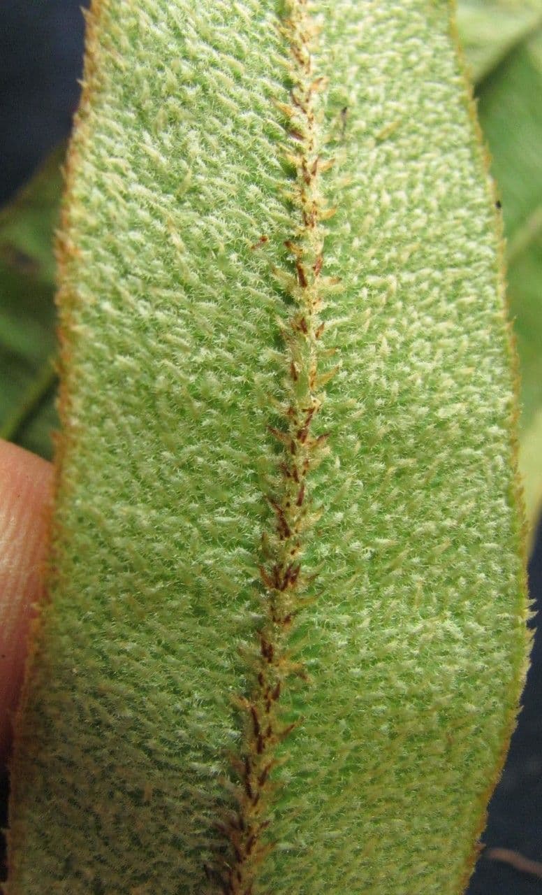 Elaphoglossum 2