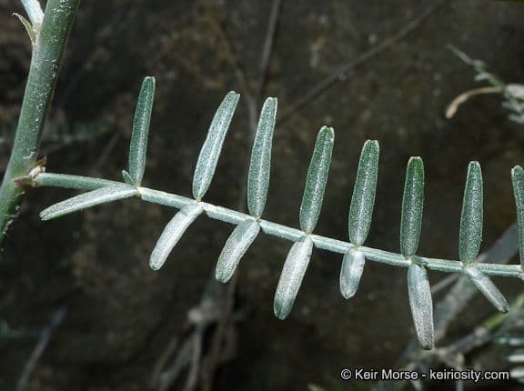 Dickblättrige Tragantmilchschote 15