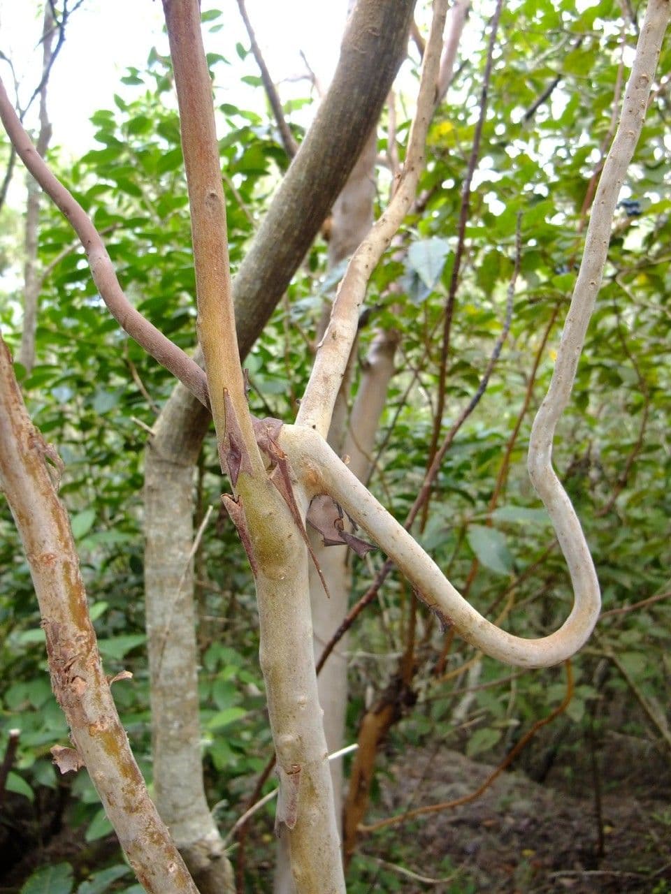 Albero di fragole 24