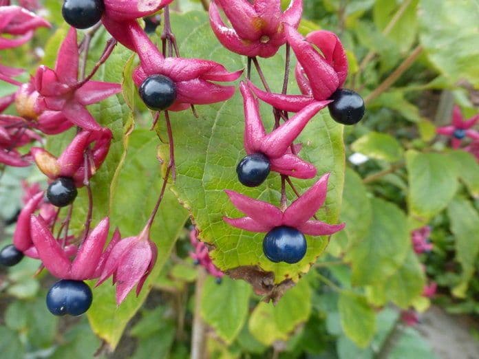 Glory bower 2