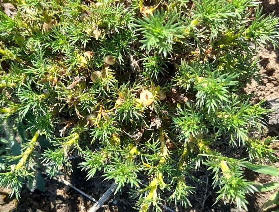 Margyrícarpus 6