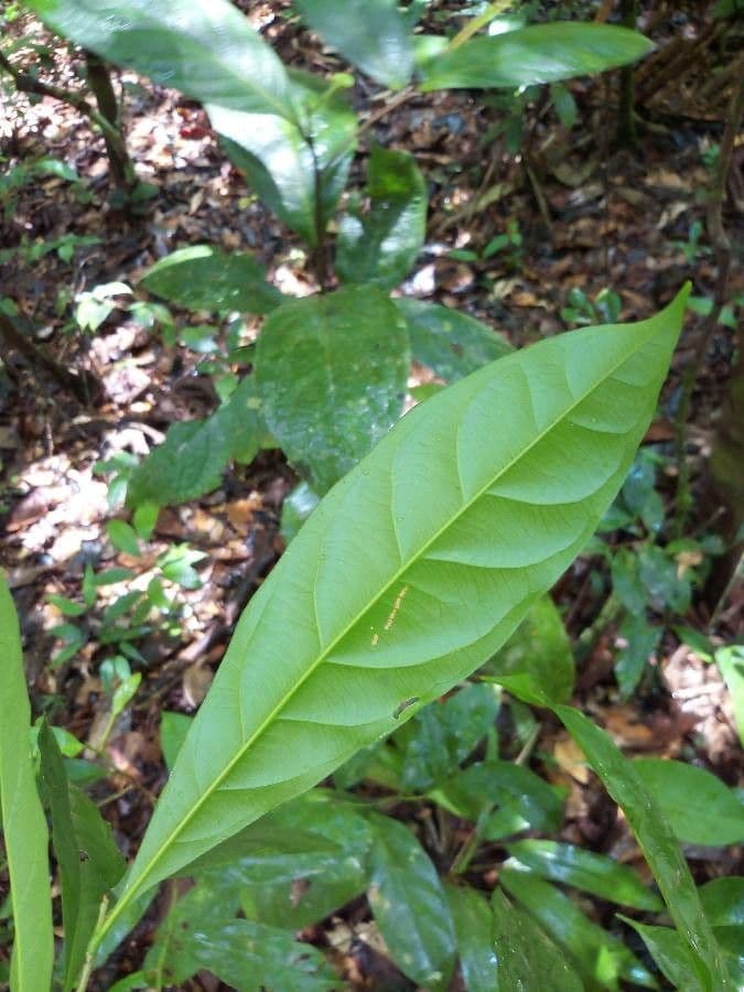 Pará-Cyrillopsis 9