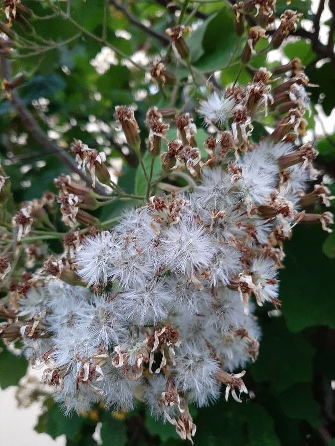 Roldana 8