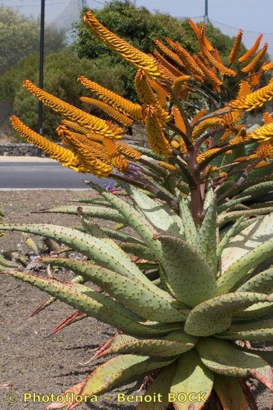 Transvaal-Aloe 22