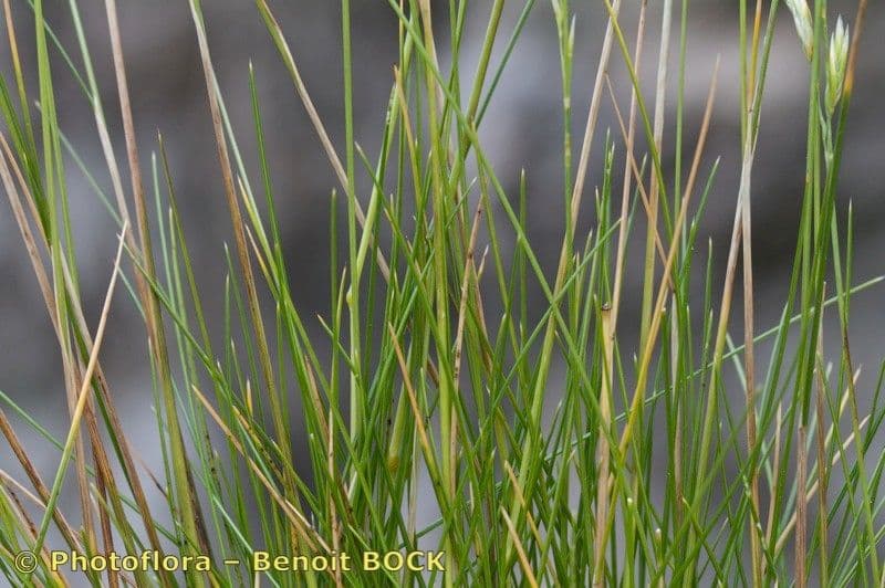 Festuca gautieri 9