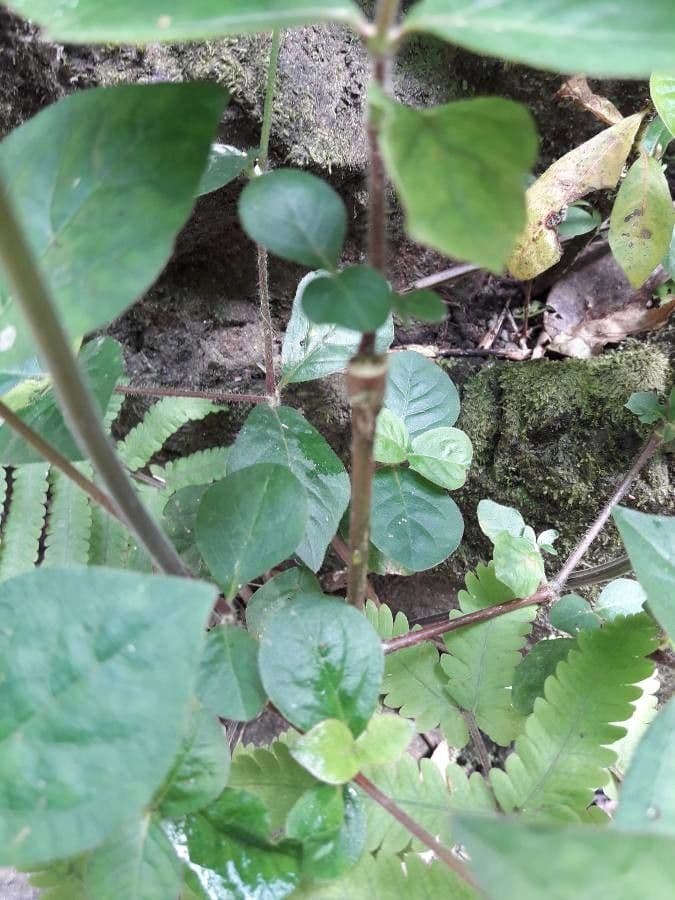 Cyathula prostrata 19