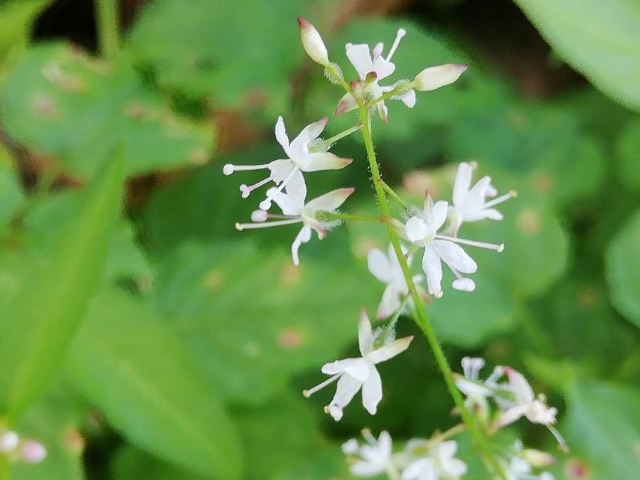 Alpen-Hexenkraut 6